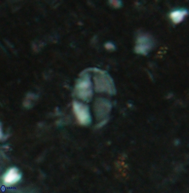 Asapholithos clarusora 6107