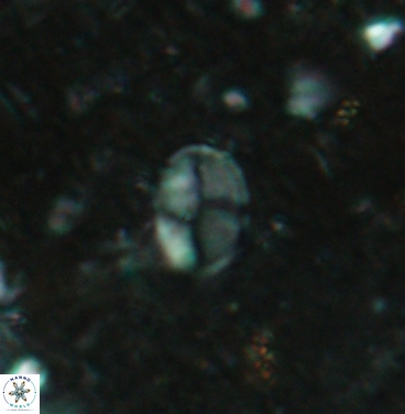 Asapholithos clarusora 6107