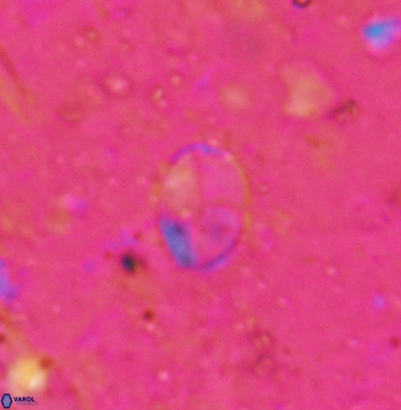 Asapholithos clarusora 6108