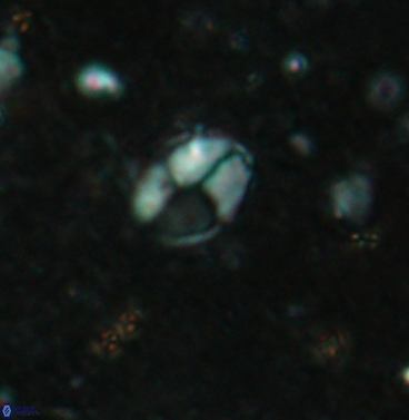 Asapholithos clarusora 6109