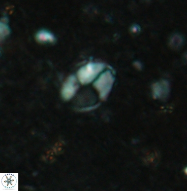 Asapholithos clarusora 6109