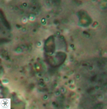 Asapholithos clarusora 6111