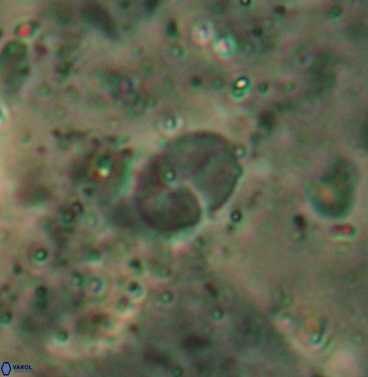 Asapholithos clarusora 6112