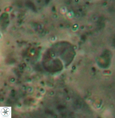 Asapholithos clarusora 6112