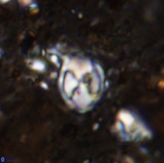 Asapholithos neoanfractus 33598