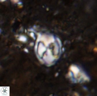 Asapholithos neoanfractus 33598