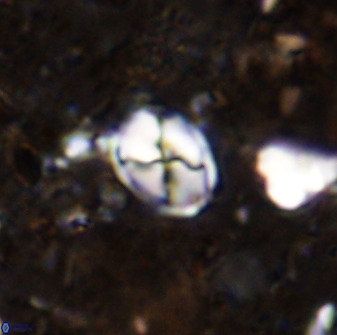 Asapholithos neoanfractus 33599