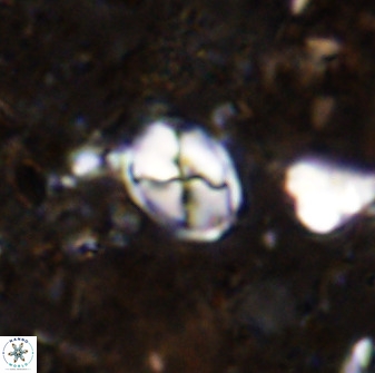 Asapholithos neoanfractus 33599