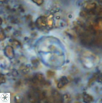 Asapholithos neoanfractus 33604