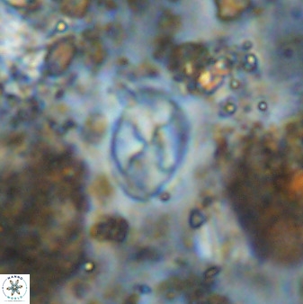 Asapholithos neoanfractus 33605