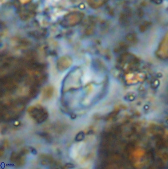 Asapholithos neoanfractus 33606