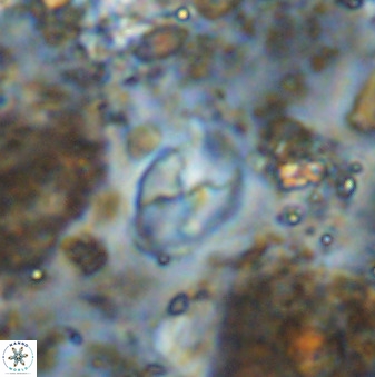 Asapholithos neoanfractus 33606