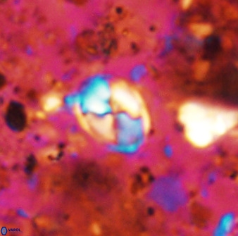 Asapholithos neoanfractus 33600