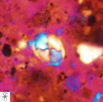 Asapholithos neoanfractus 33600