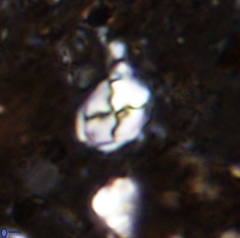 Asapholithos neoanfractus 33602