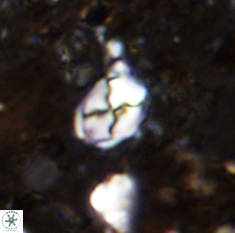 Asapholithos neoanfractus 33602