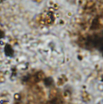 Asapholithos neoanfractus 33603