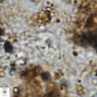 Asapholithos neoanfractus 33603
