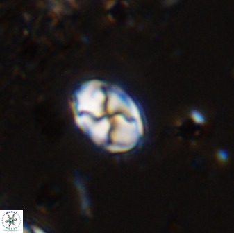 Asapholithos neoanfractus 33615