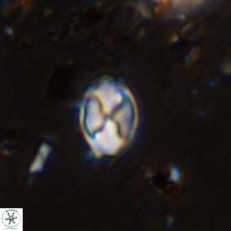 Asapholithos neoanfractus 33616