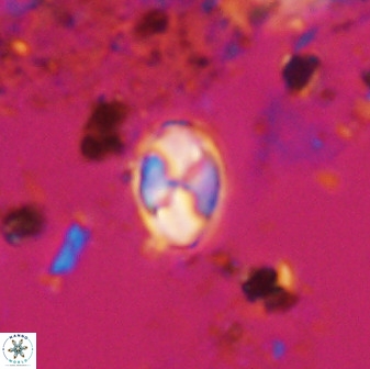 Asapholithos neoanfractus 33617