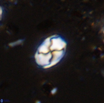 Asapholithos neoanfractus 33619