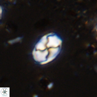 Asapholithos neoanfractus 33619