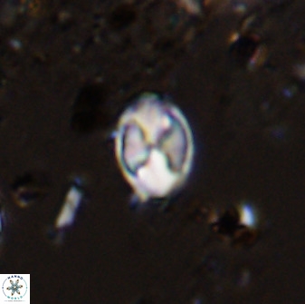 Asapholithos neoanfractus 33626