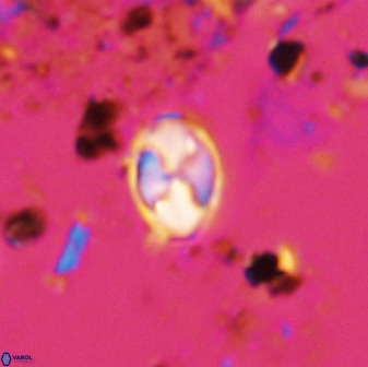 Asapholithos neoanfractus 33627