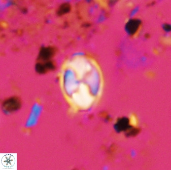 Asapholithos neoanfractus 33627