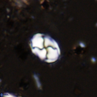 Asapholithos neoanfractus 33629