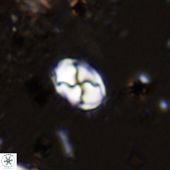 Asapholithos neoanfractus 33629