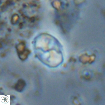 Asapholithos neoanfractus 33623