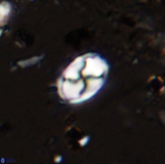 Asapholithos neoanfractus 33631