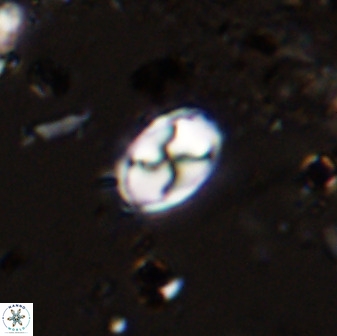 Asapholithos neoanfractus 33631