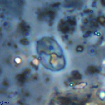 Asapholithos neoanfractus 33836