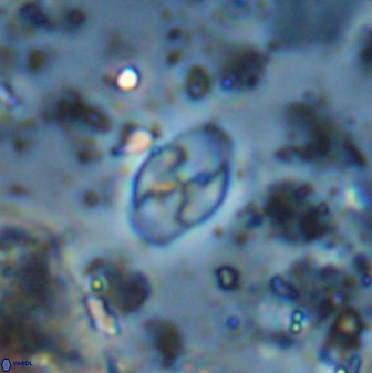 Asapholithos neoanfractus 33837