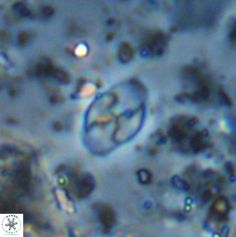 Asapholithos neoanfractus 33837