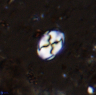 Asapholithos neoanfractus 33844