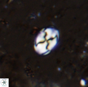 Asapholithos neoanfractus 33844