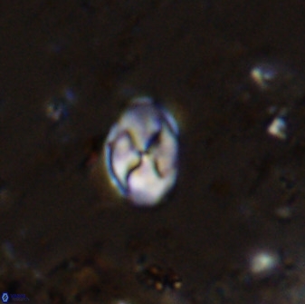 Asapholithos neoanfractus 33840