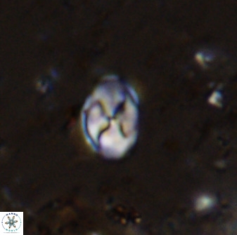Asapholithos neoanfractus 33840