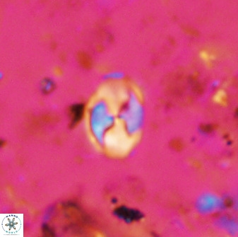 Asapholithos neoanfractus 33841