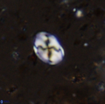 Asapholithos neoanfractus 33843