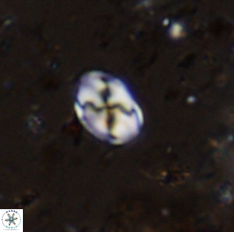 Asapholithos neoanfractus 33843
