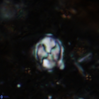 Asapholithos neoanfractus 484