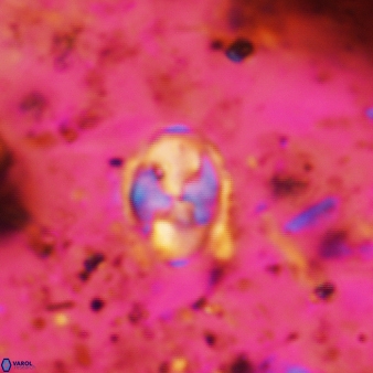 Asapholithos neoanfractus 485