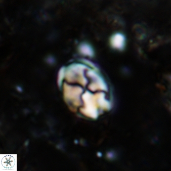 Asapholithos neoanfractus 519