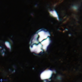 Asapholithos neoanfractus 528