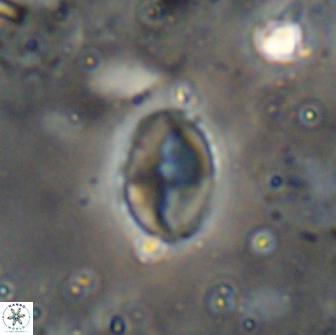 Asapholithos porosuturalis 13509